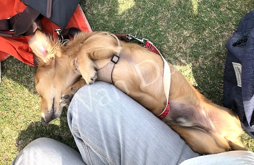 犬が芝生でお腹を出して寝ている写真