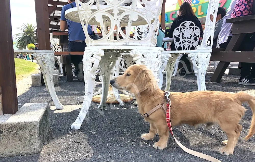 南知多ビーチランドのおもちゃ王国エリアの食事処に屋外テーブルが置いてあり、犬がいる写真