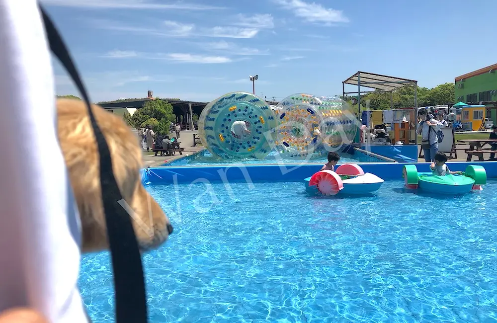 南知多ビーチランドの水上ボートで子どもたちが遊ぶ様子を見守る犬の写真